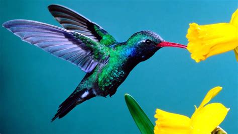 The Unbelievable Speed of Hummingbird Wings: Pbs Investigates Their Spellbinding Magic
